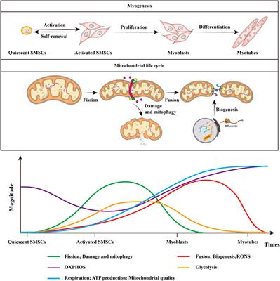 Frontiers | Mitochondrial Function And Reactive Oxygen/Nitrogen Species ...